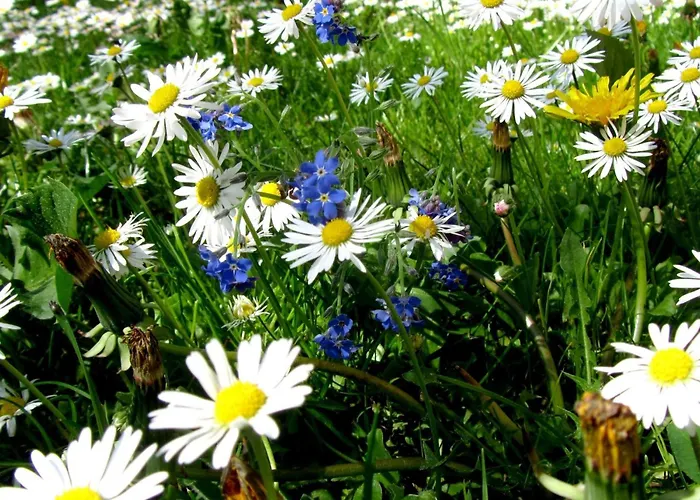 Haus Melita In Feistritz Ob Bleiburg By Interhome Apartment Feistritz ob Bleiburg